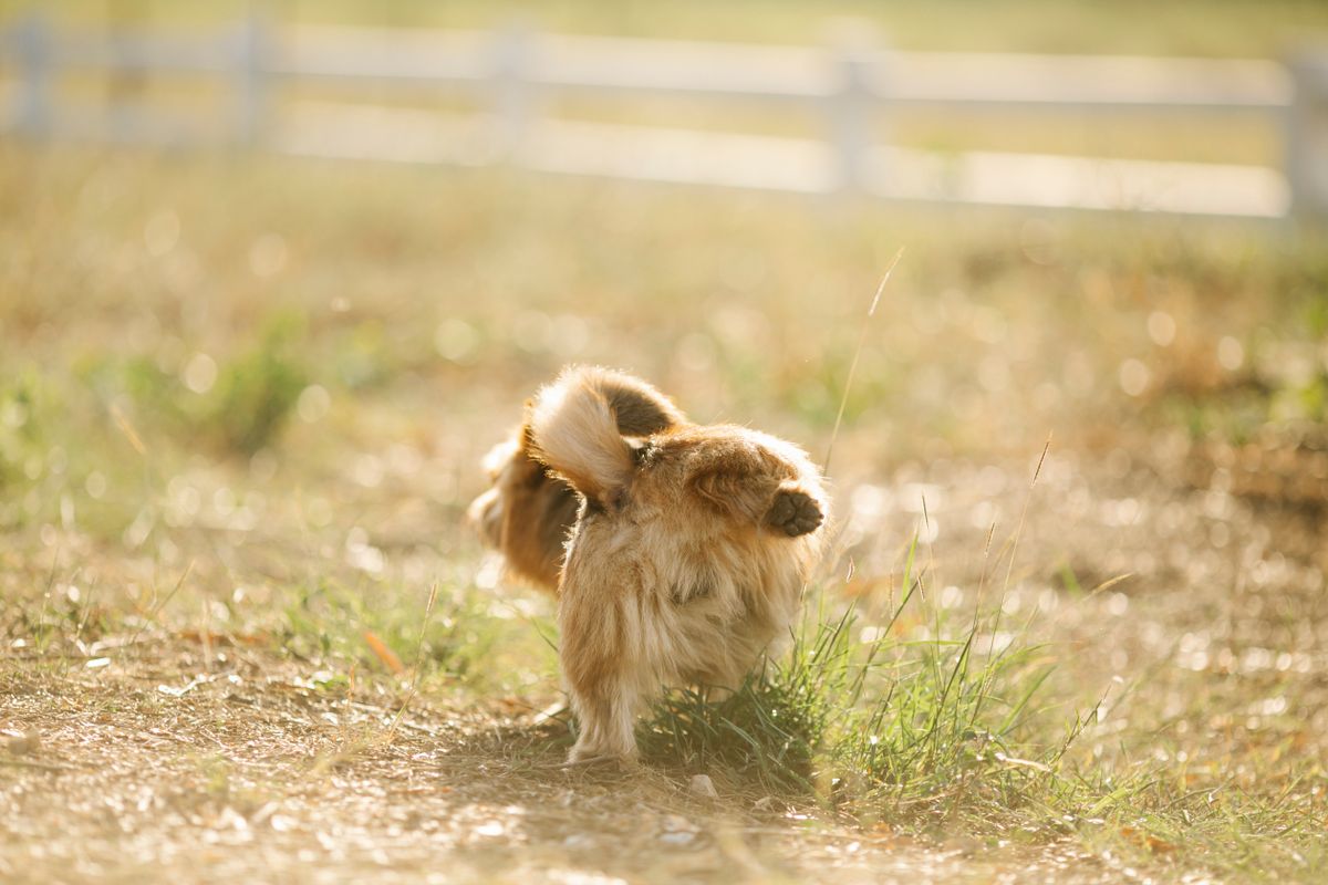 Petit chien levant la patte pour uriner dans l'herbe