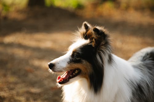 Adorable purebred Rough Collie dog with long fluffy fur standing on rural pathway in sunny nature and looking away
