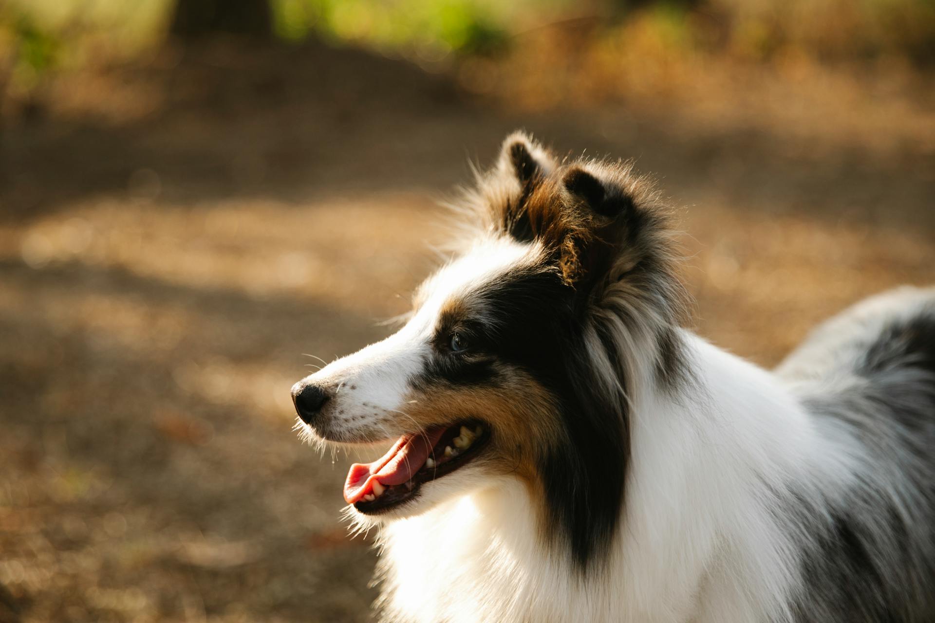 Een schattige, raszuivere, ruwe Collie met een lange, pluizige vacht die in de zon op een landelijk pad staat en wegkijkt.