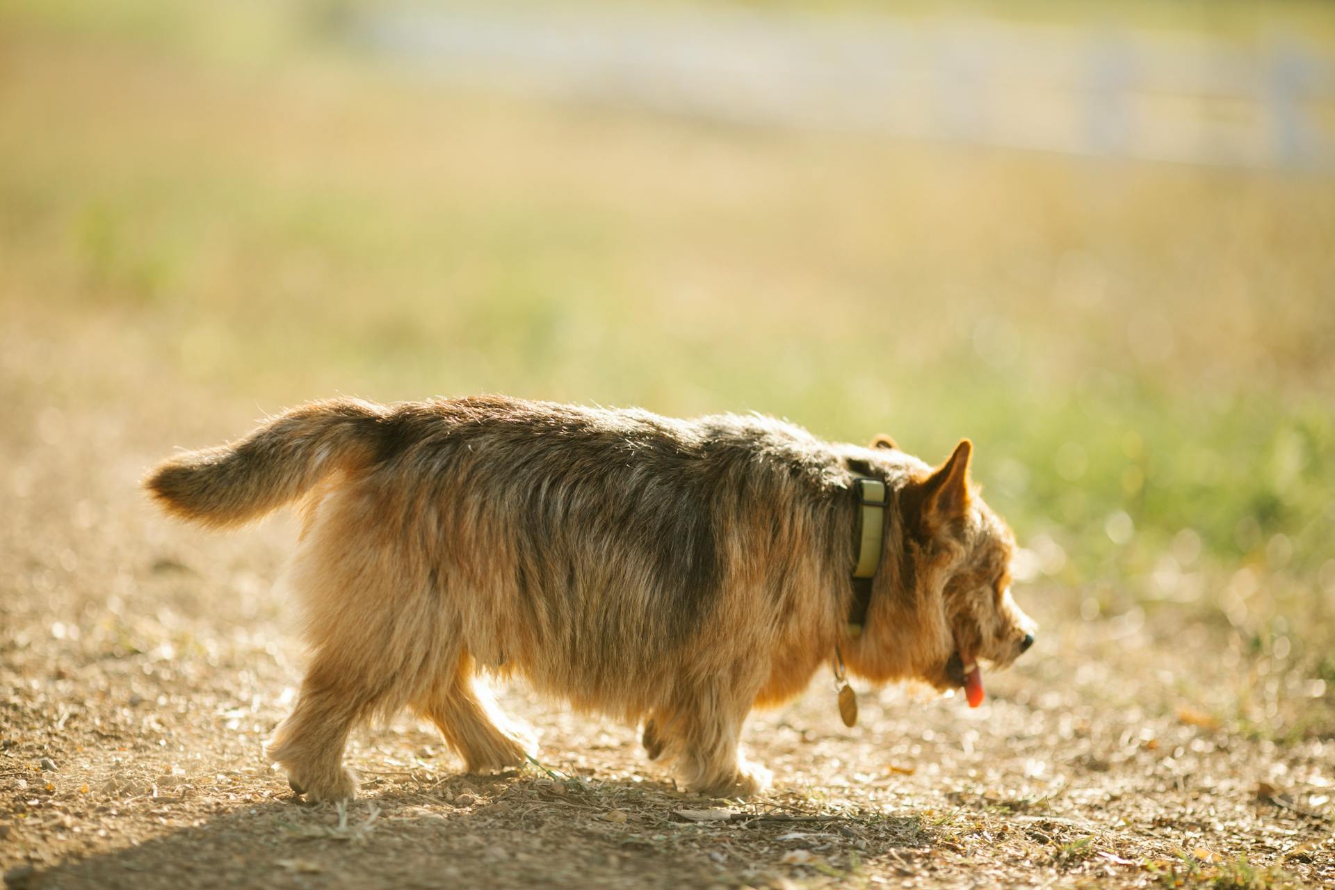 Cute Norwich Terrier walking on rural path in countryside