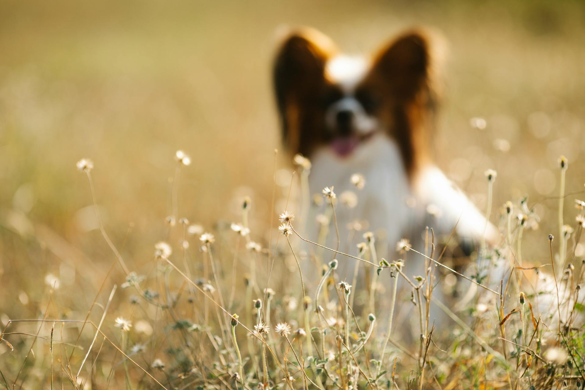 Blurred cute Papillon sitting on grassy lawn