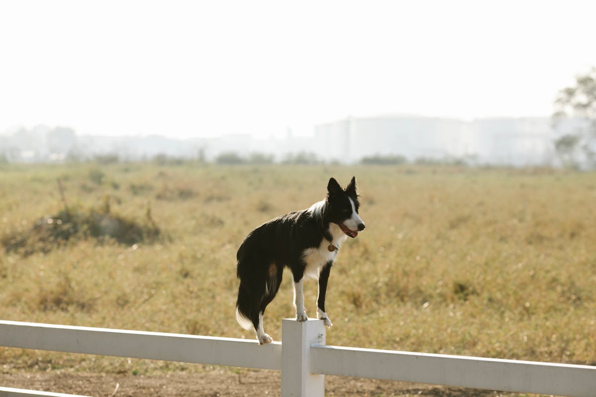 Full body adorable canine Border Collie dog standing on white enclosure fence in sunny summer farmland