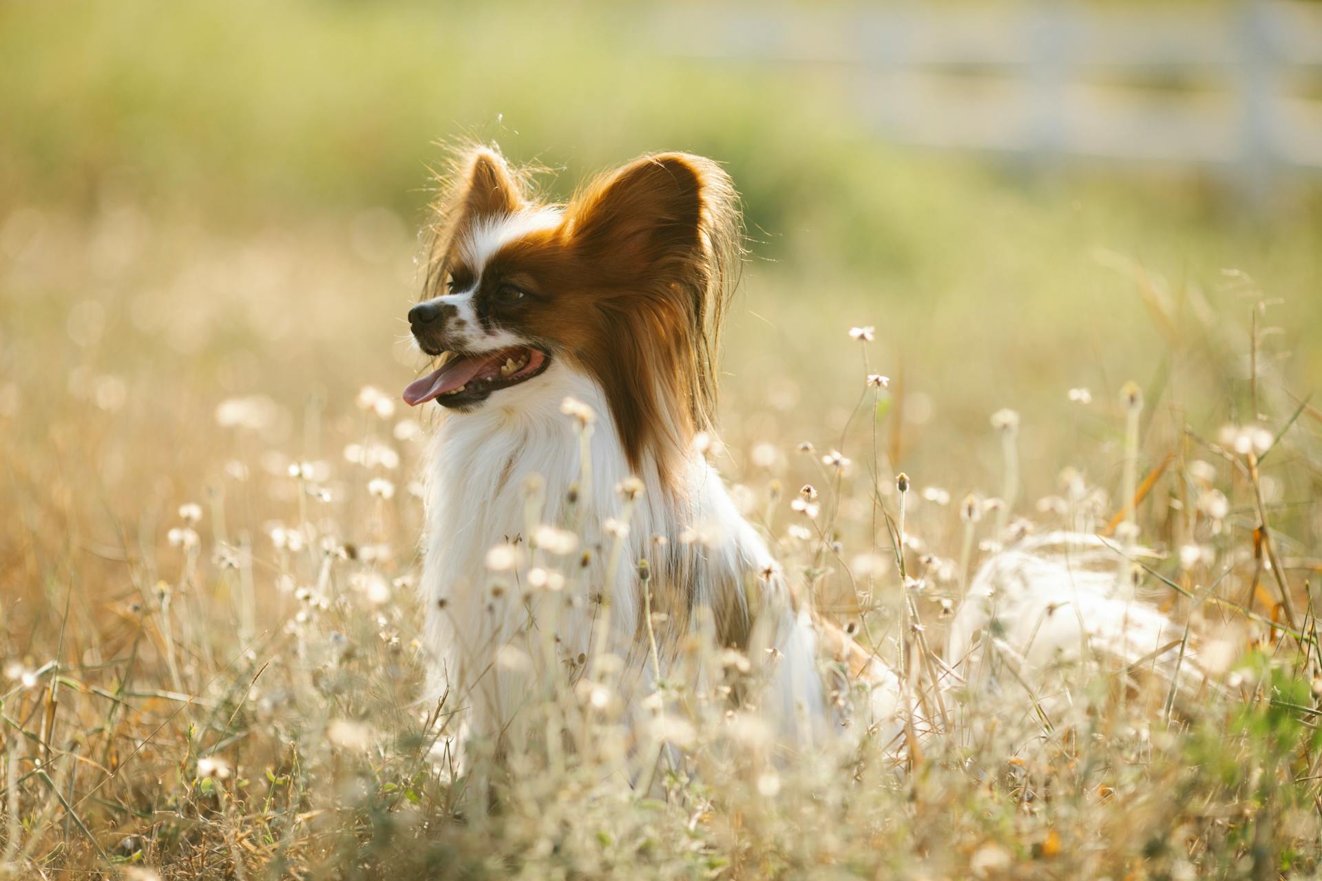 Full body funny Papillon dog sitting on grassy meadow in sunny countryside and looking away with curiosity