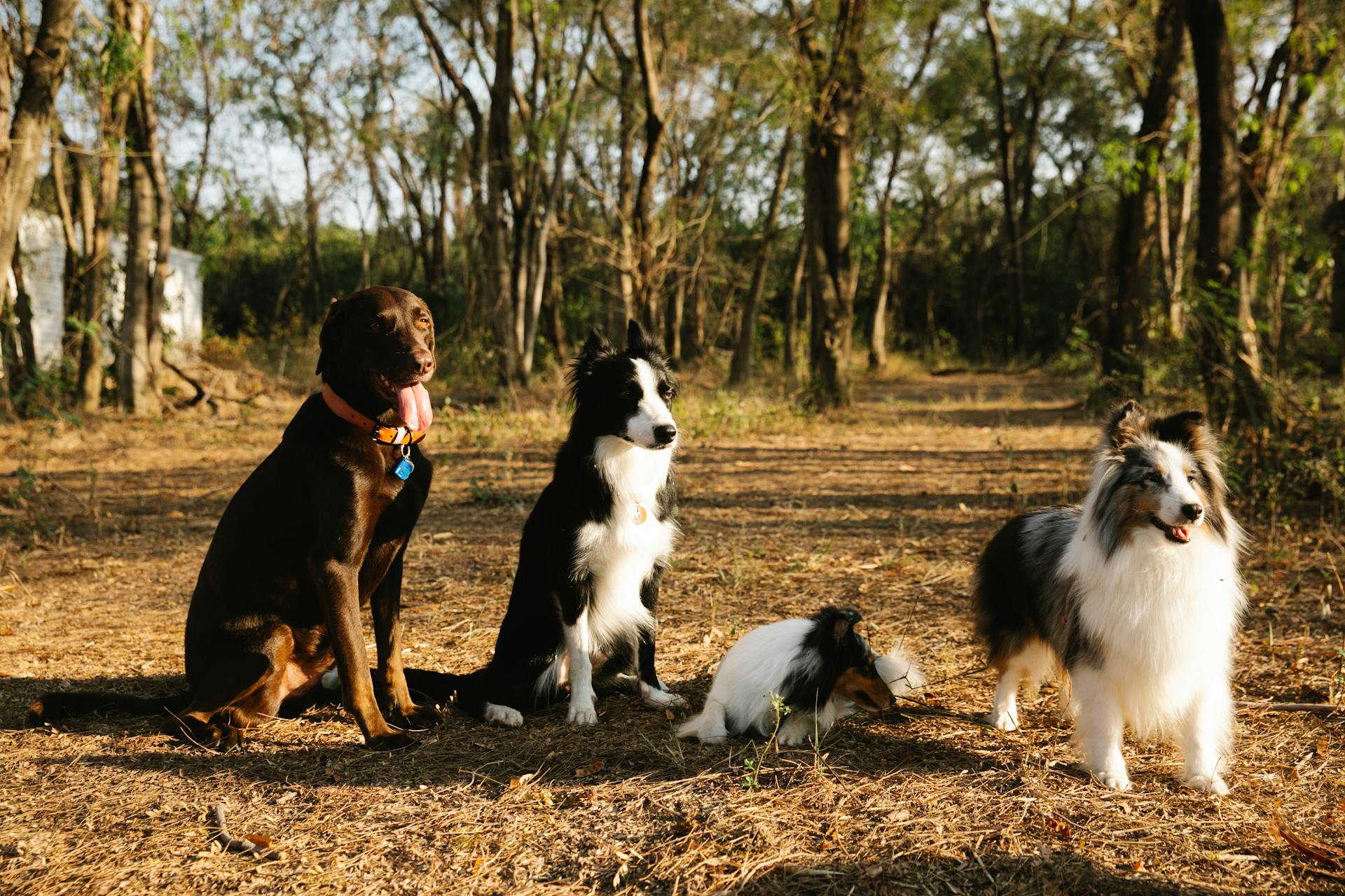 Full length cute loyal dogs of different breeds including Labrador and Collie sitting on pathway in lush woodland