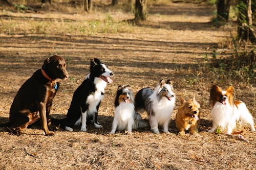 Adorable dogs sitting on pathway in countryside