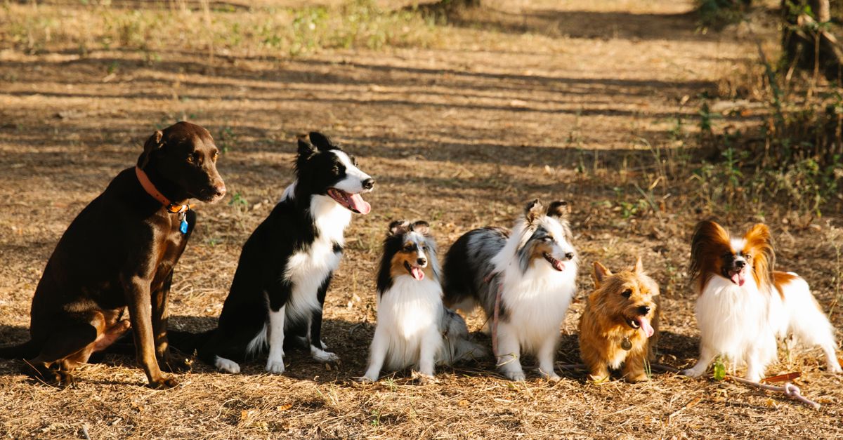 5 Costly Mistakes Dog Owners Make When Traveling Without Their Pet