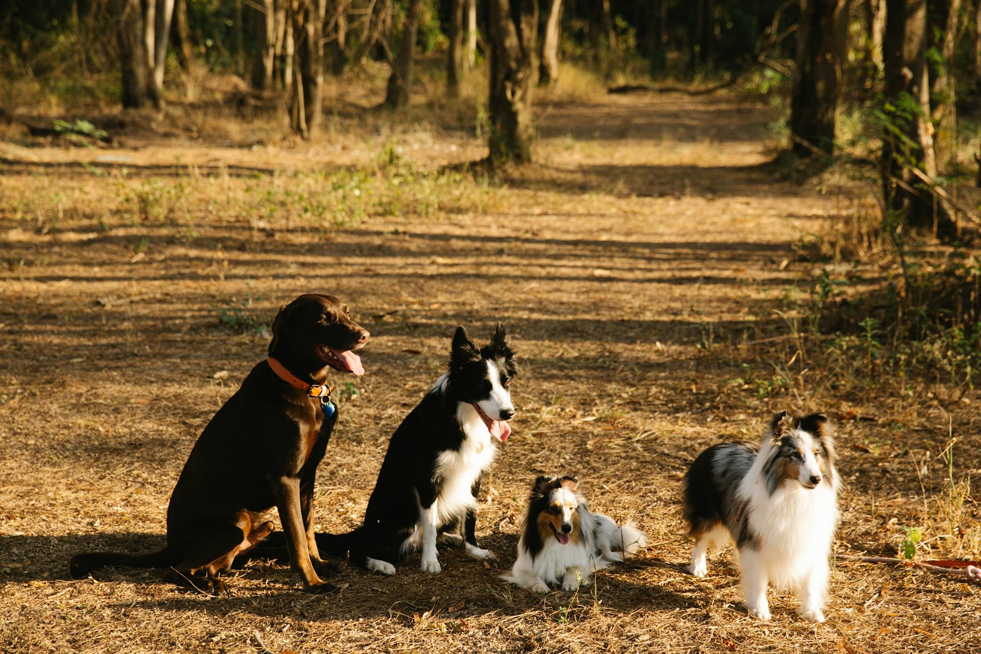 Full body canine young Labrador and Collie dogs sitting on pathway in lush woods