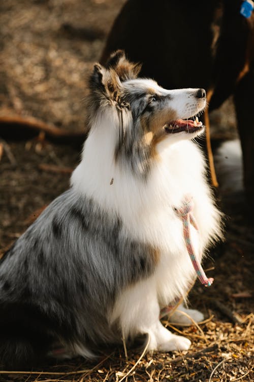 Free Curious fluffy Rough Collie dog sitting on ground in countryside Stock Photo