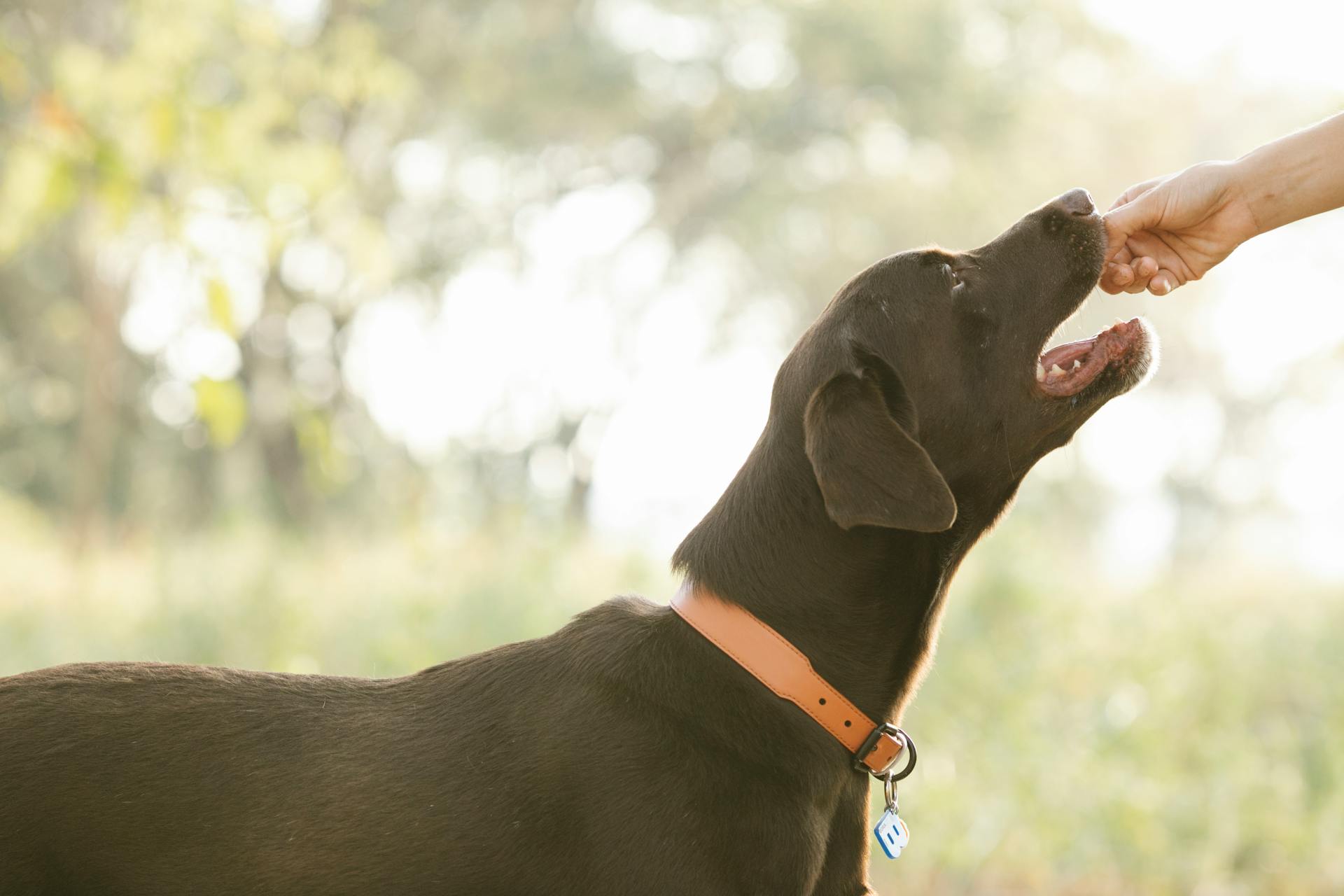 Crop unrecognizable owner giving treat to pedigreed brown Labrador in lush sunny nature