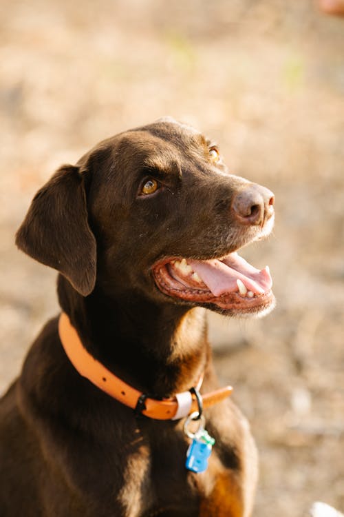 Brown Labrador dog sitting in sunny nature