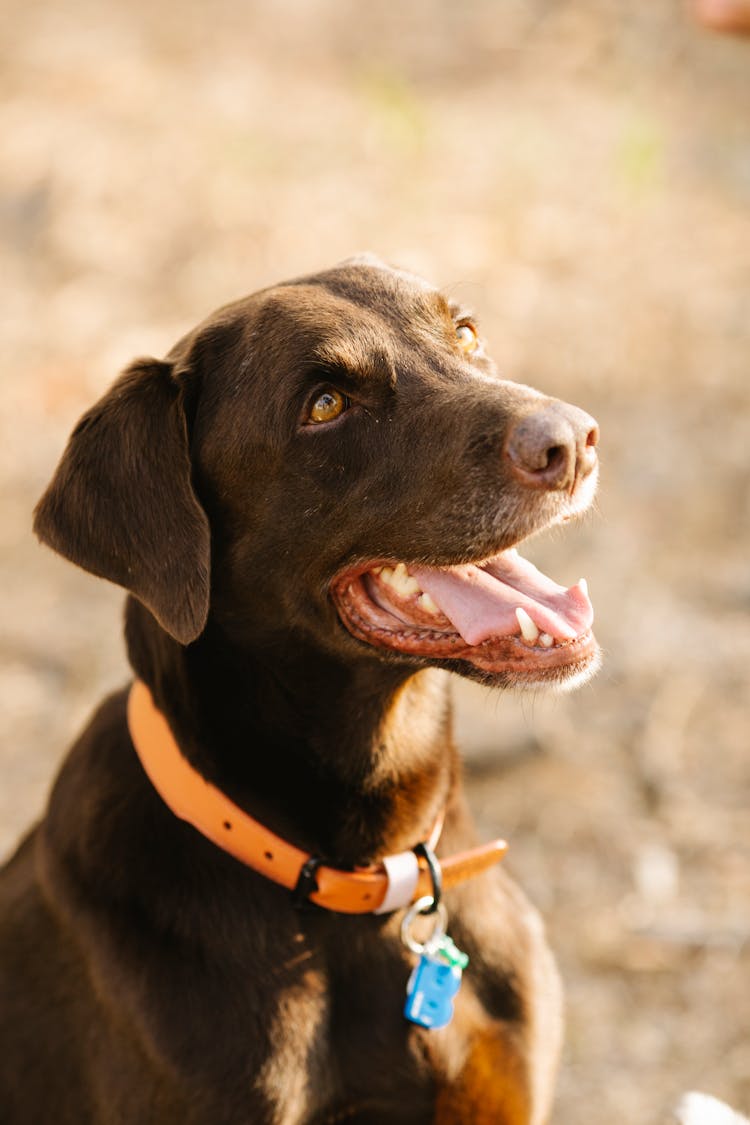 Brown Labrador Dog Sitting In Sunny Nature