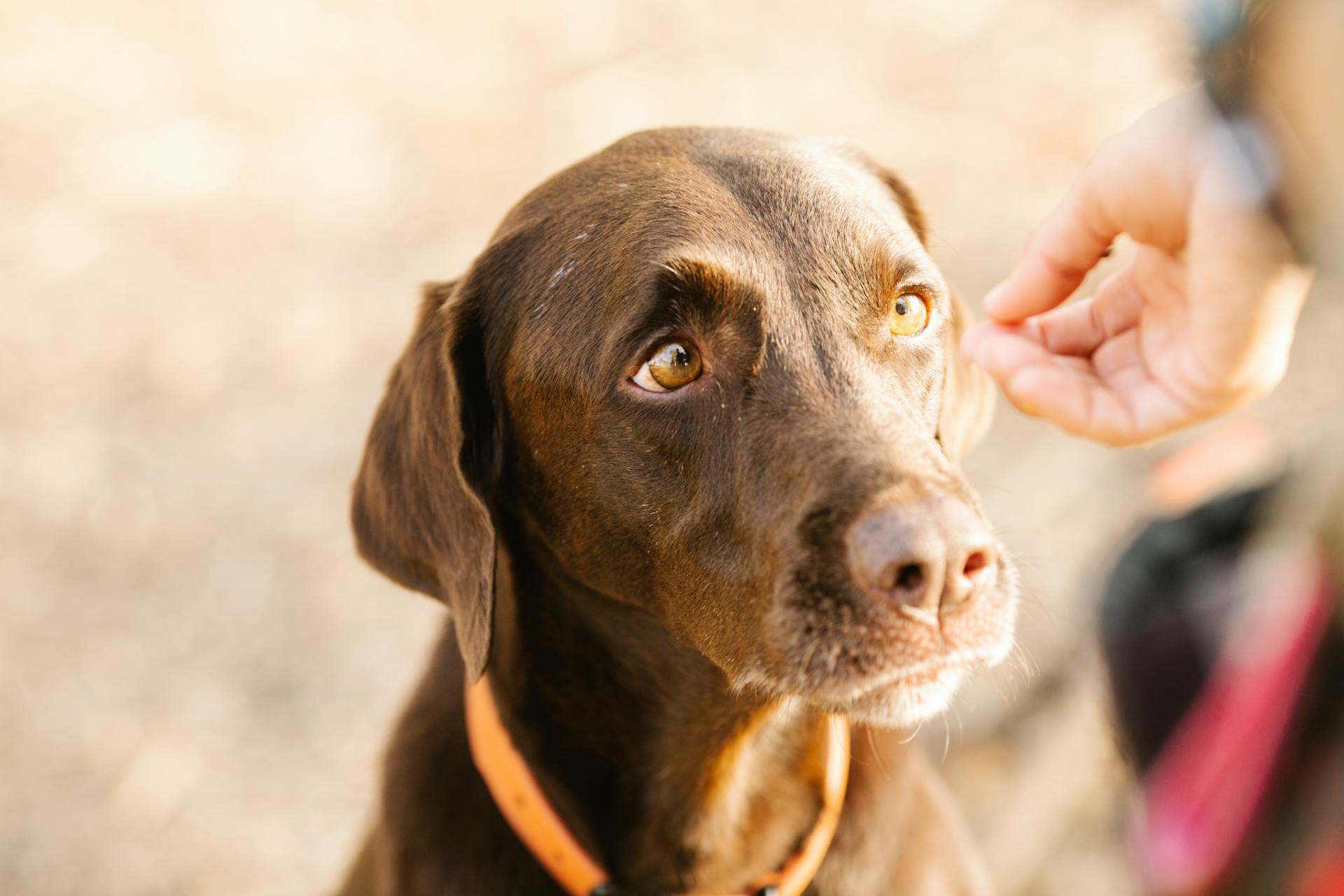 Crop owner taming Labrador Retriever in sunlight outdoors