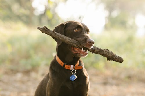 Δωρεάν στοκ φωτογραφιών με labrador, labrador-retriever, ανώμαλος