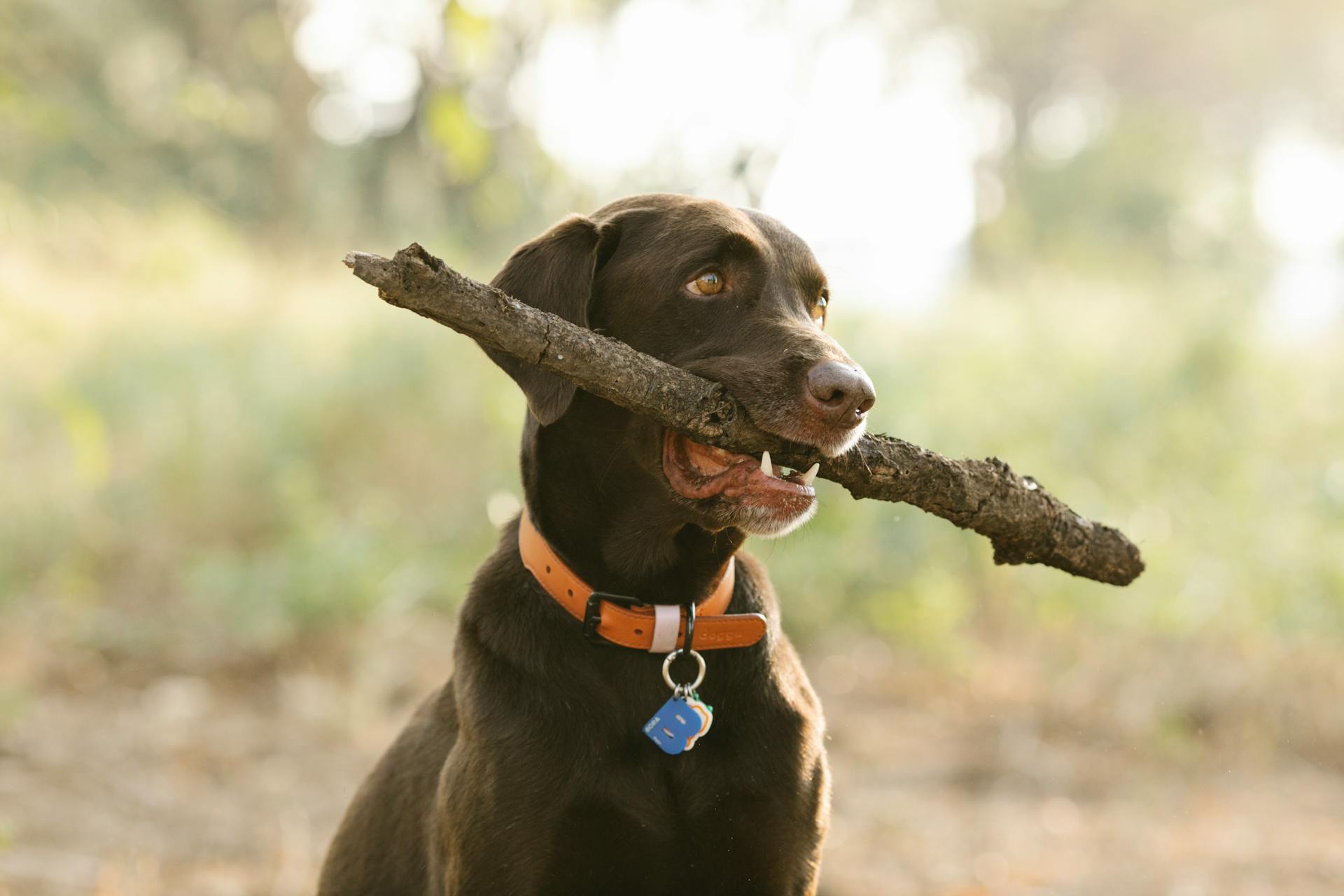 Labrador Retriever i krage med tagg och kvist tittar bort i solljus på suddig bakgrund