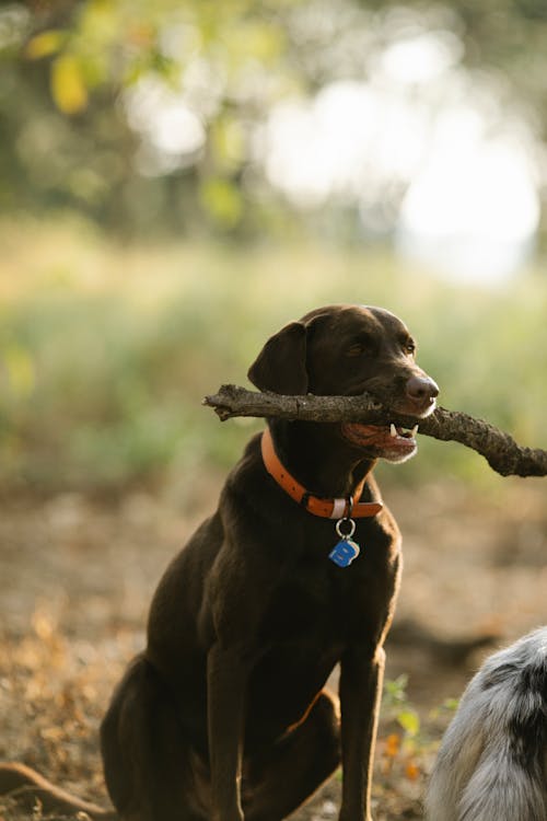 Free Labrador Retriever with twig on land in park Stock Photo