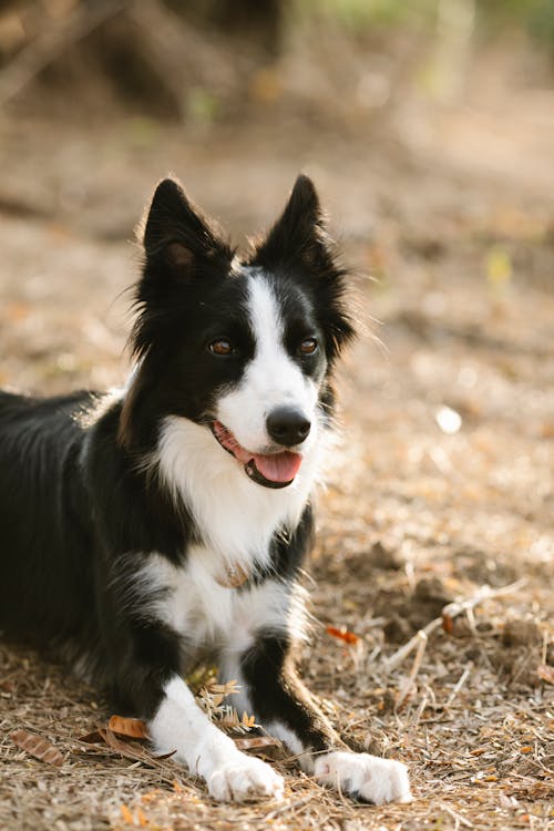 Charming purebred dog with fluffy coat and tongue out lying on land in daytime on blurred background