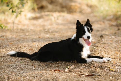 Adorable purebred dog with black and white fur looking at camera while lying on path in daylight