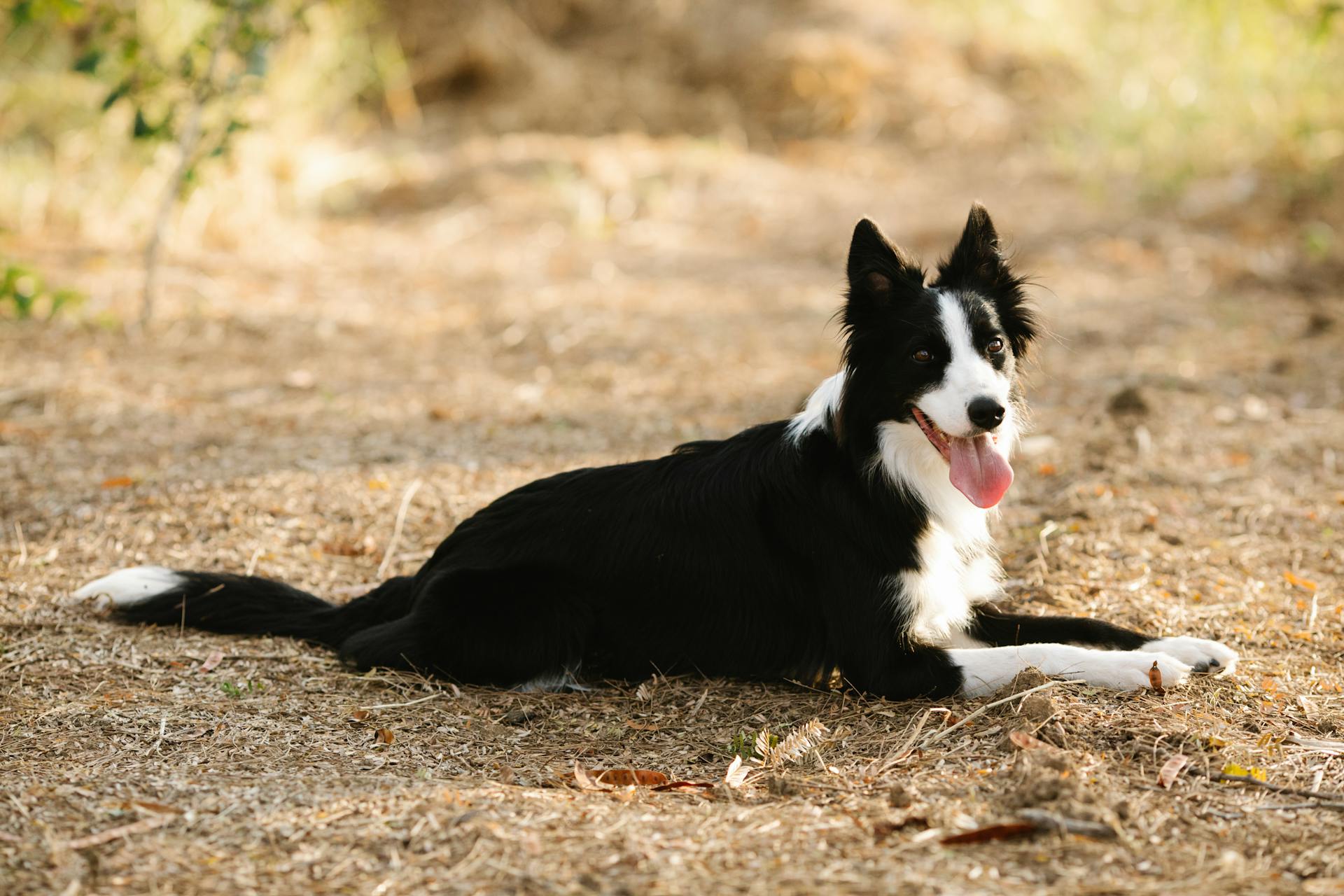 Adorable chien de race pure avec la fourrure noire et blanche regardant à la caméra tout couché sur le chemin à la lumière du jour