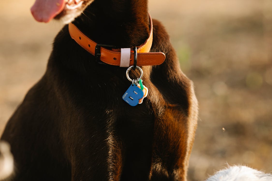Purebred dog in collar with letter in sunlight