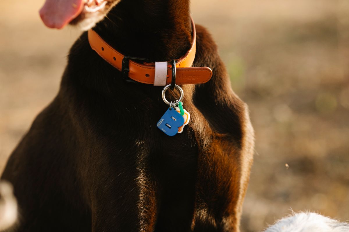 Dog wearing a collar with an identification tag, relevant to Nuvopet QR and NFC identification products