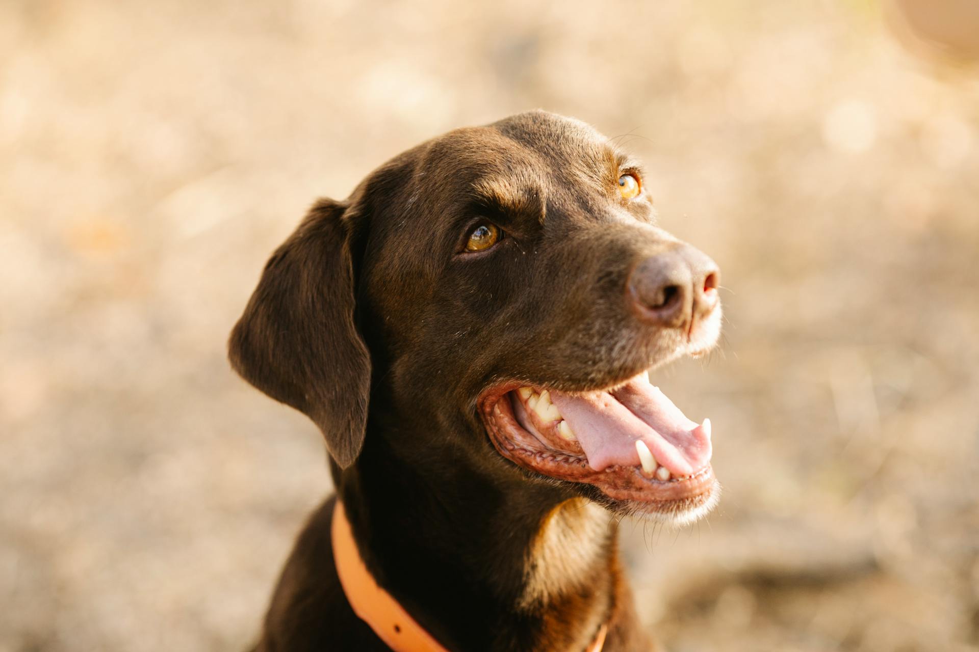 Labrador with open mouth on sunny day