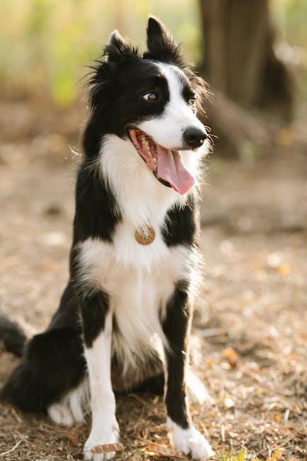 Charming purebred dog with black and white fur in collar looking away while sitting on terrain in sunlight