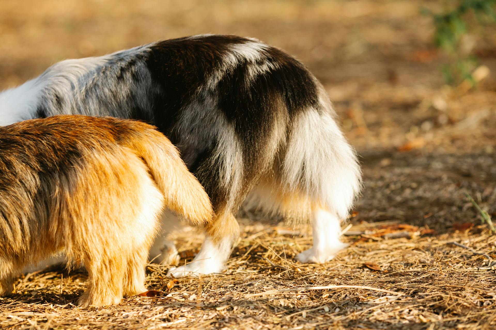 Purebred dogs with fluffy fur standing on pathway in park on sunny day on blurred background