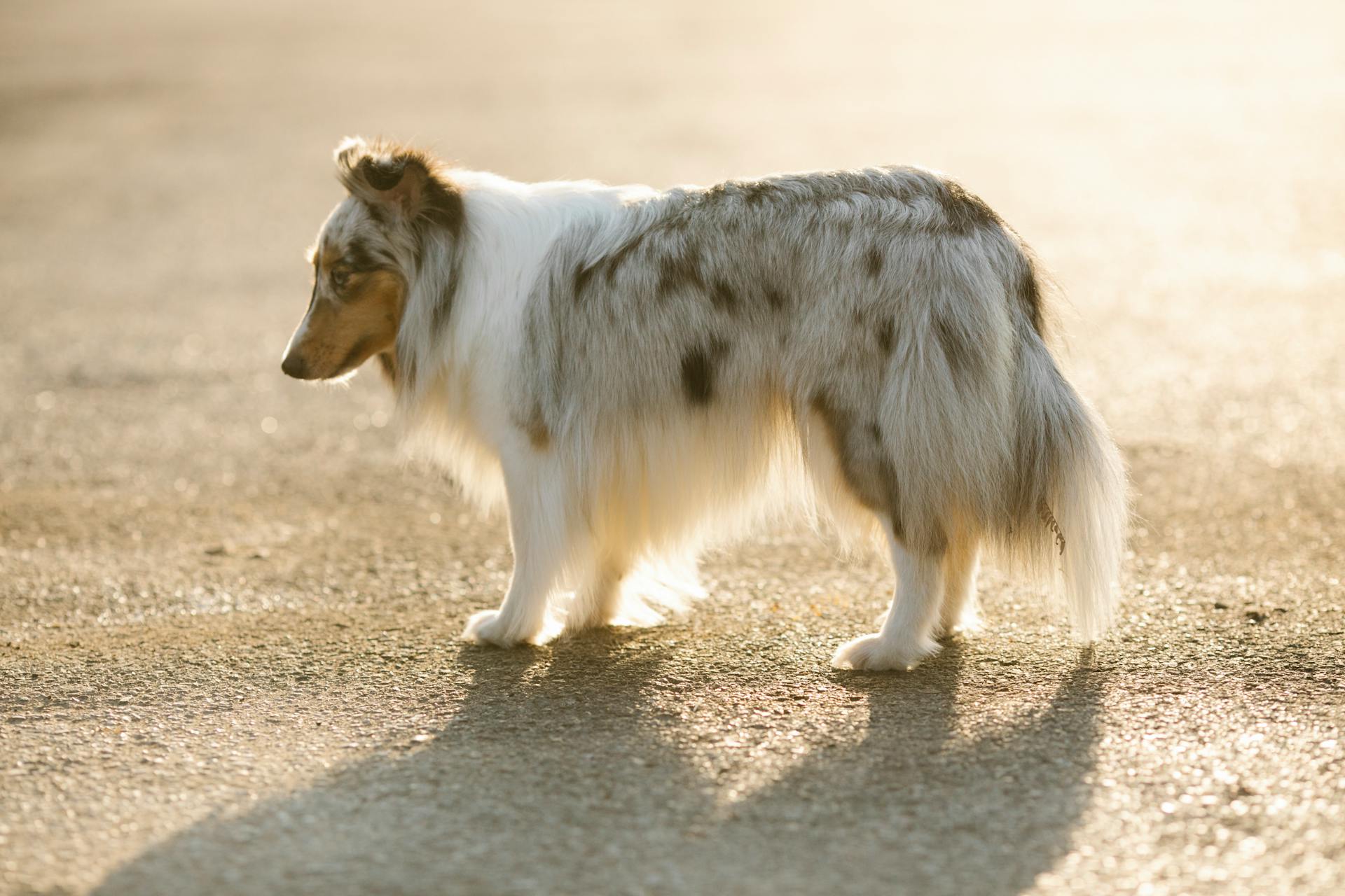 Lonely purebred dog with spots on fluffy coat looking down while standing on asphalt roadway in back lit