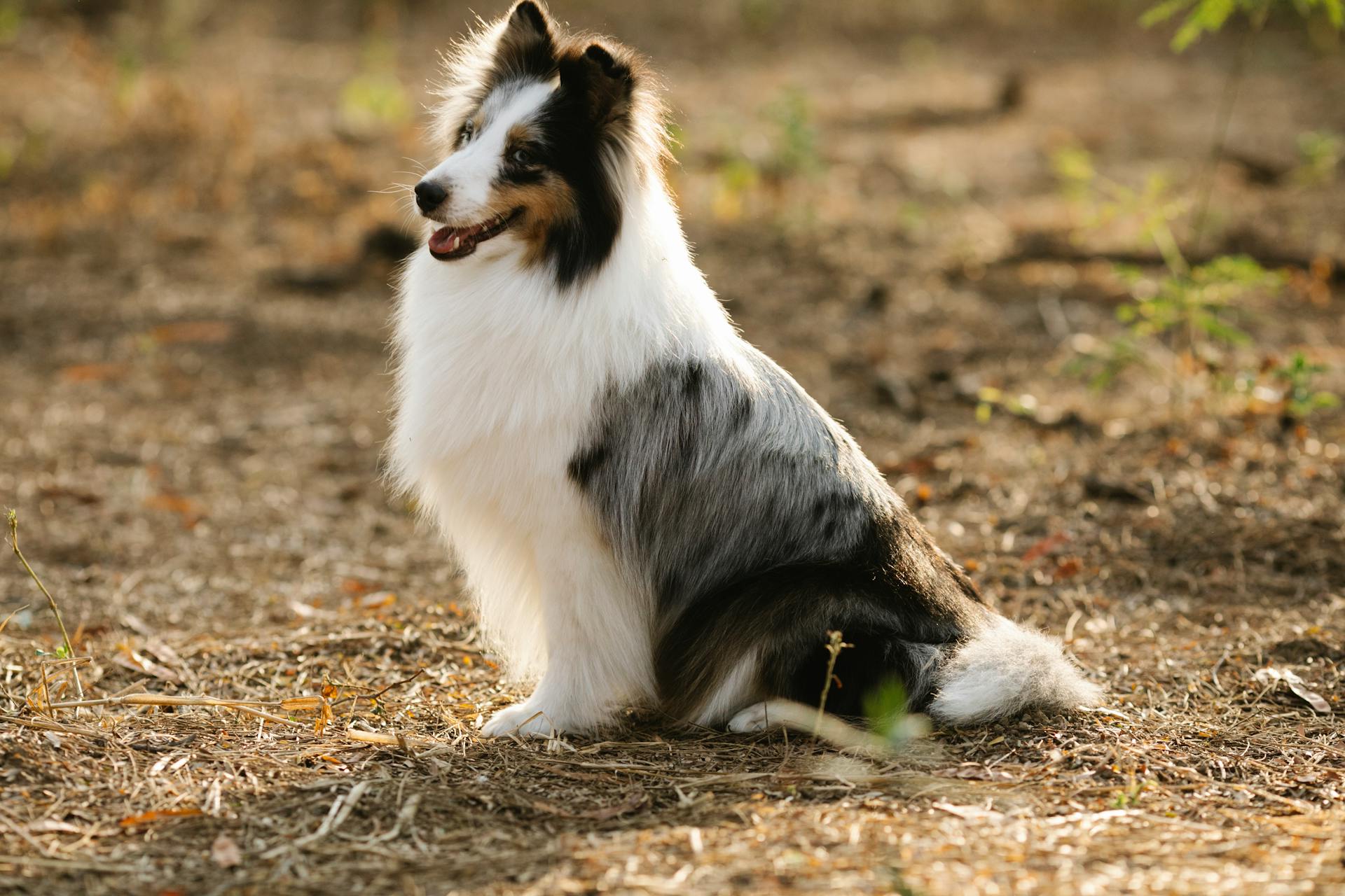 Cute purebred dog with fluffy coat and open mouth looking away while sitting on land in sunlight