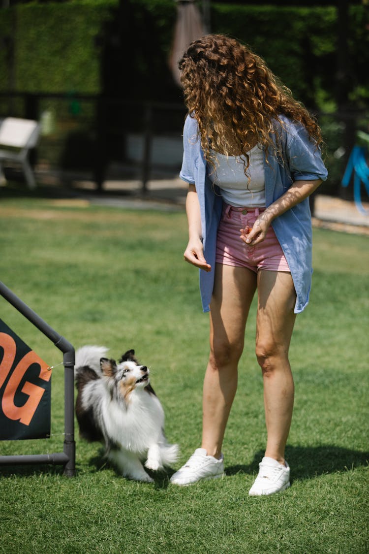 Unrecognizable Owner Taming Collie On Lawn