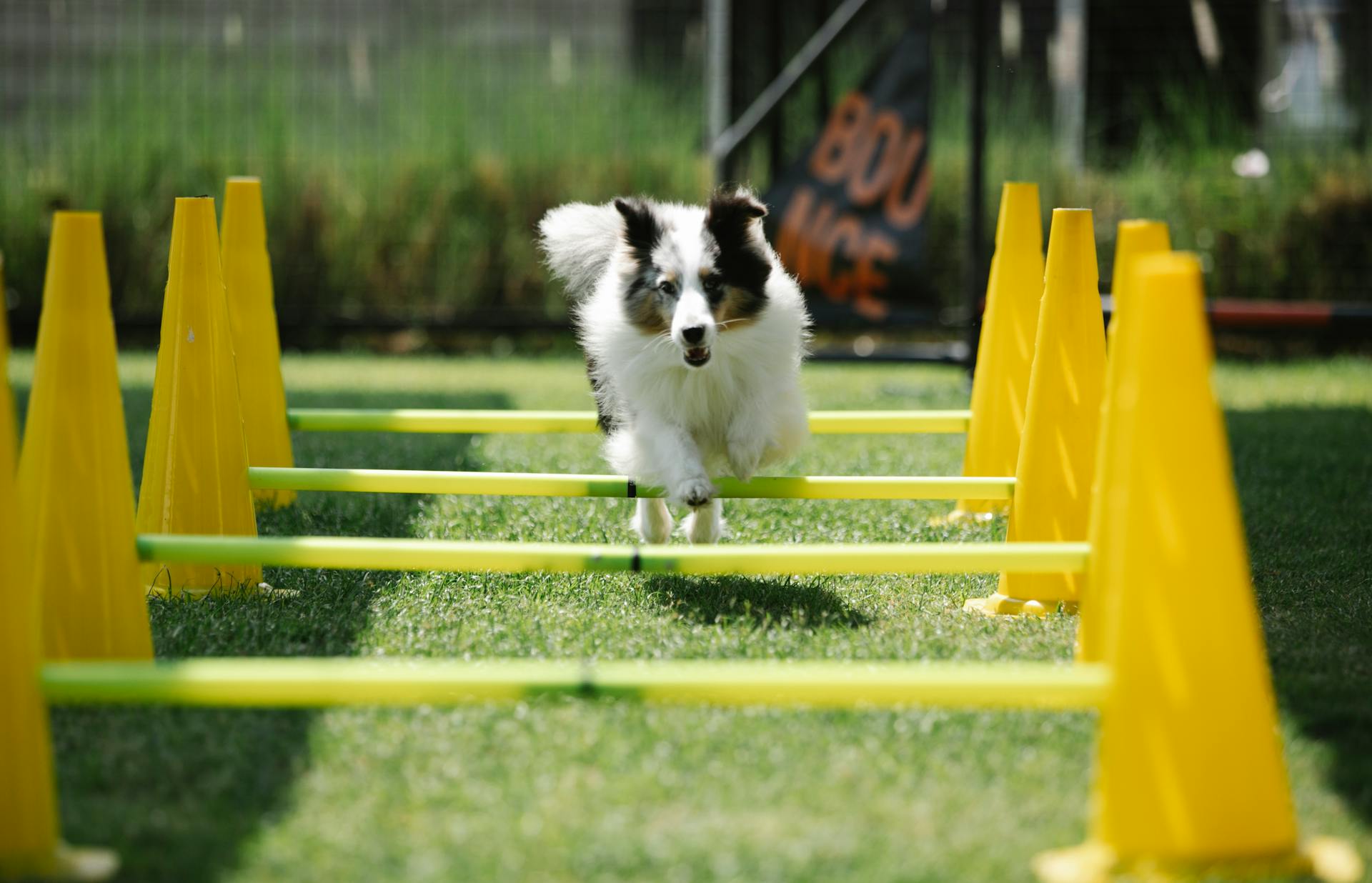 Active purebred dog with fluffy coat jumping above bar while running on meadow with cones on sunny day