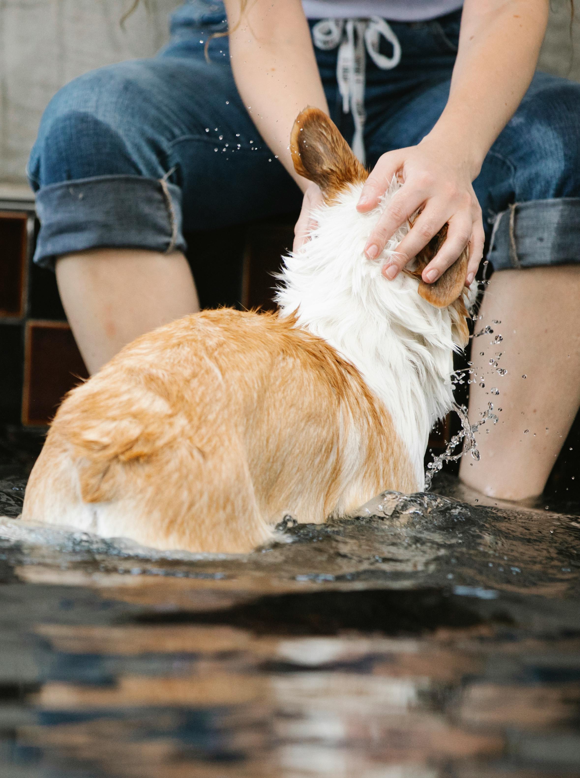 How Your Dog’s Wet Nose Helps Them Interact with the World: The Surprising Truth