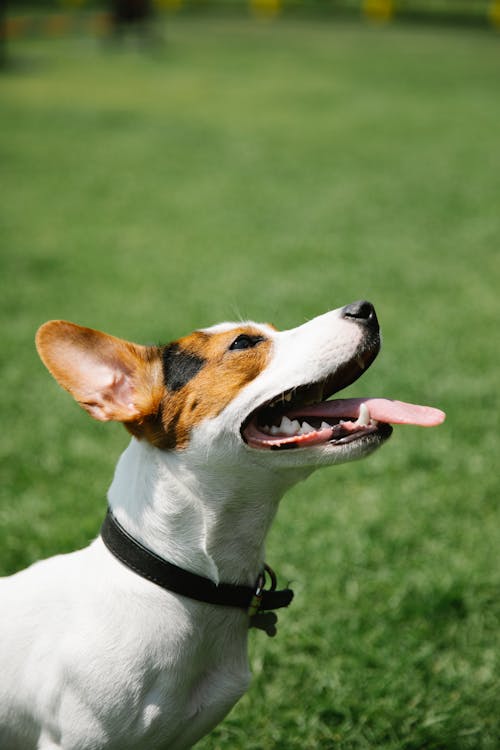 Free Adorable purebred dog with smooth white and brown coat in collar looking up on meadow in sunlight Stock Photo