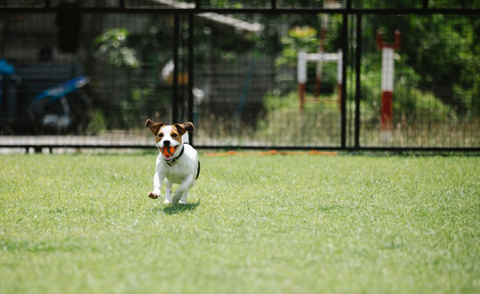 Pet friendly apartment with dog run amenity - luxury apartments edgewater chicago Pet friendly apartment with dog run amenity - luxury apartments edgewater chicago