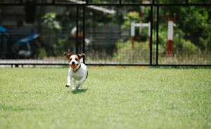 Fast dog with ball running on lawn in summer