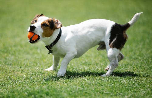 Free Playful purebred dog with smooth coat and small ball having fun on lawn while looking up in sunlight Stock Photo