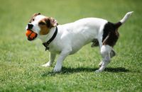 Playful purebred dog with smooth coat and small ball having fun on lawn while looking up in sunlight