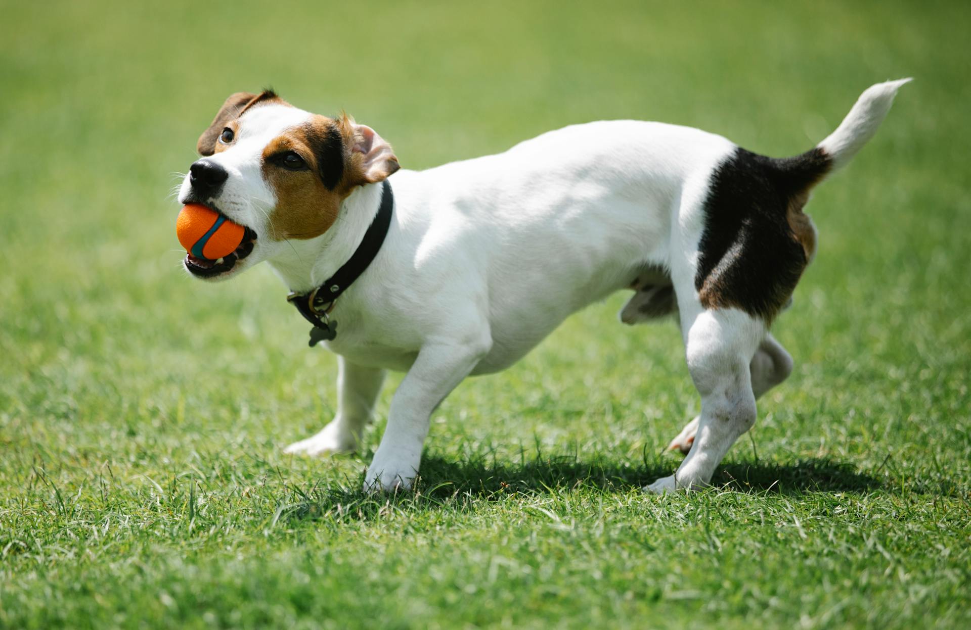 Playful purebred dog with smooth coat and small ball having fun on lawn while looking up in sunlight