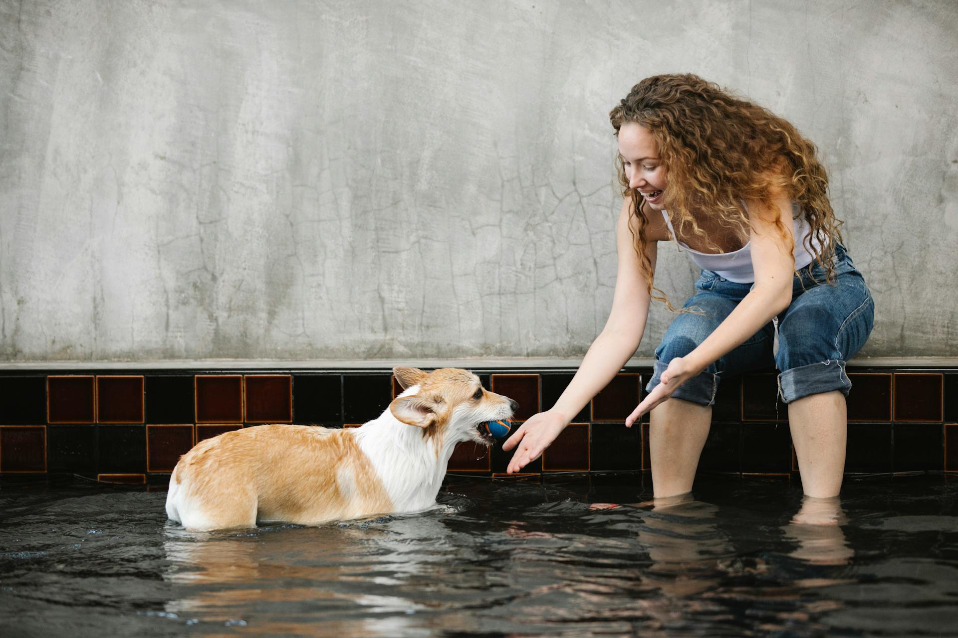 Glimlachende eigenaar tamt Welsh Corgi met bal in het zwembad