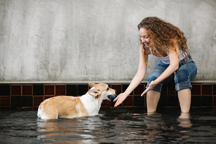 Smiling Owner Taming Welsh Corgi With Ball In Pool