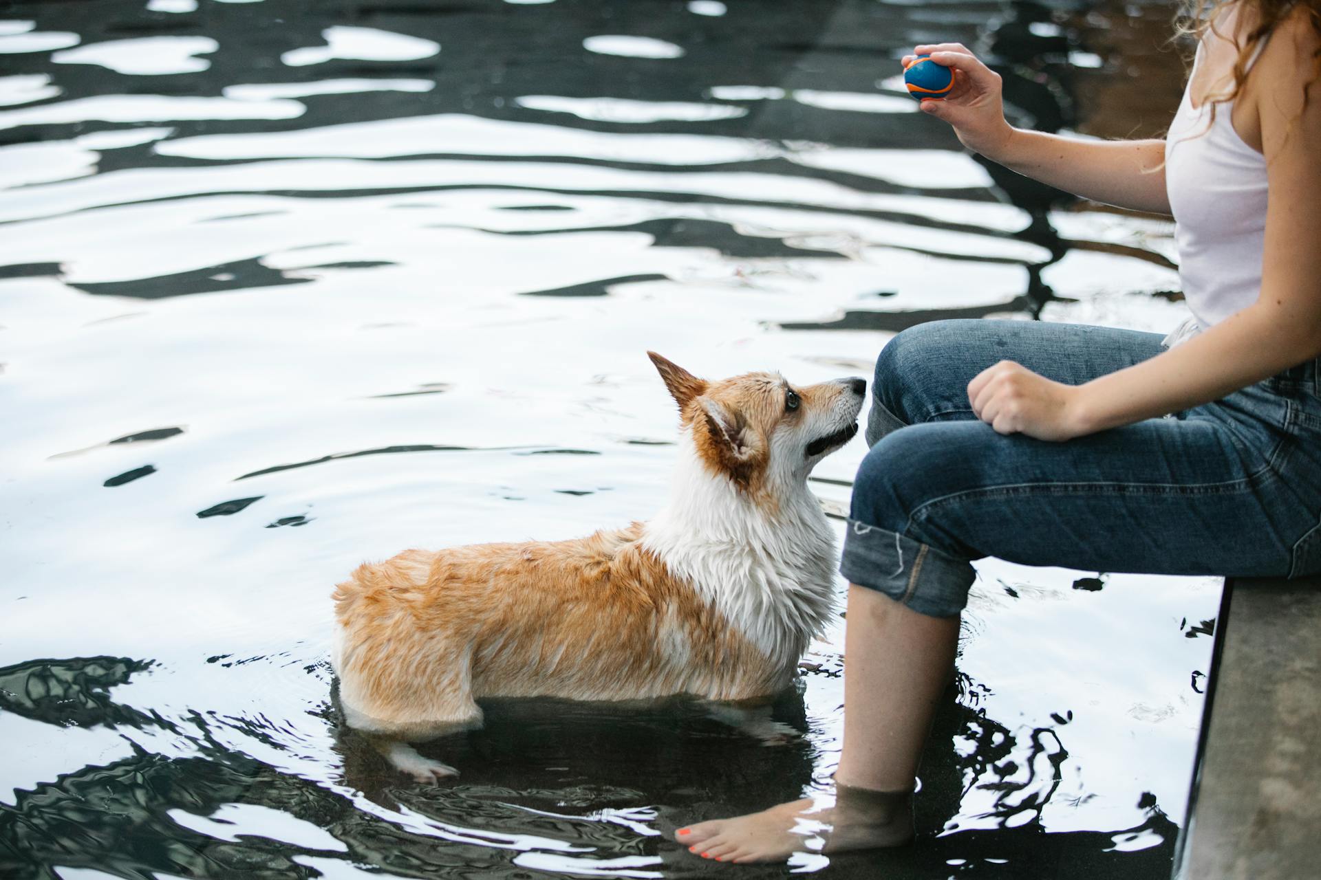 Side view of crop anonymous woman with small ball teaching attentive purebred dog in swimming pool with shiny rippled water