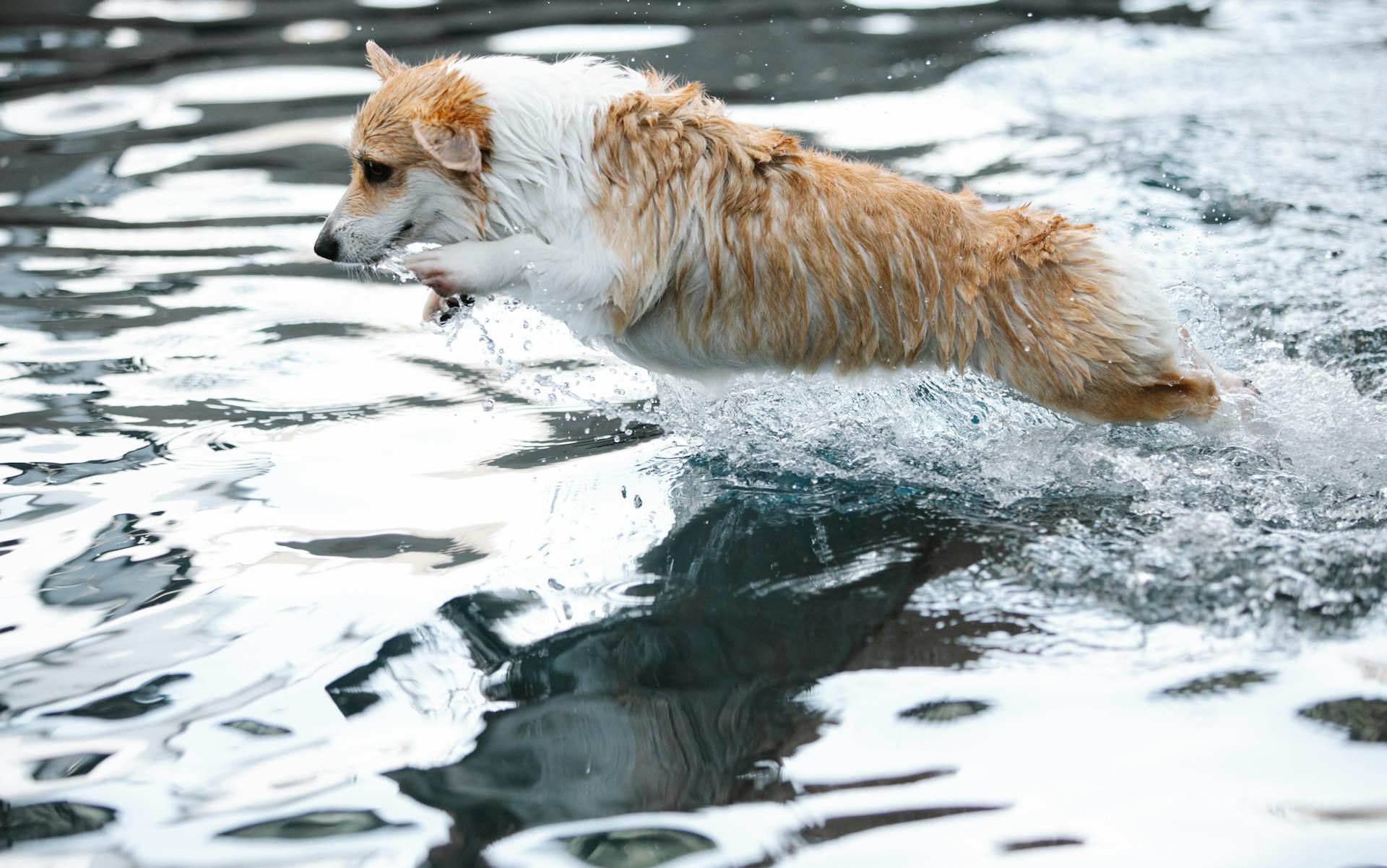 Welsh Corgi jumping over swimming pool while playing