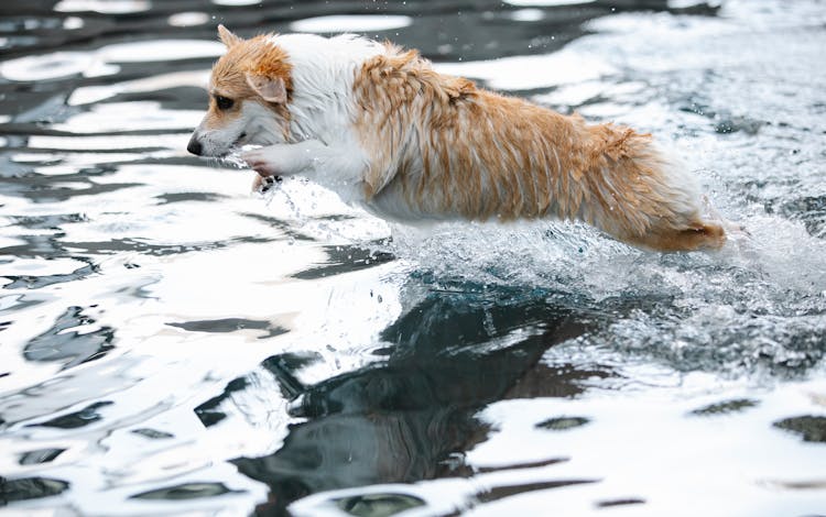 Welsh Corgi Jumping Over Swimming Pool While Playing