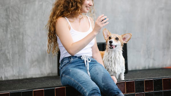 Young woman playing with her Pembroke Welsh Corgi dog inside a modern setting.