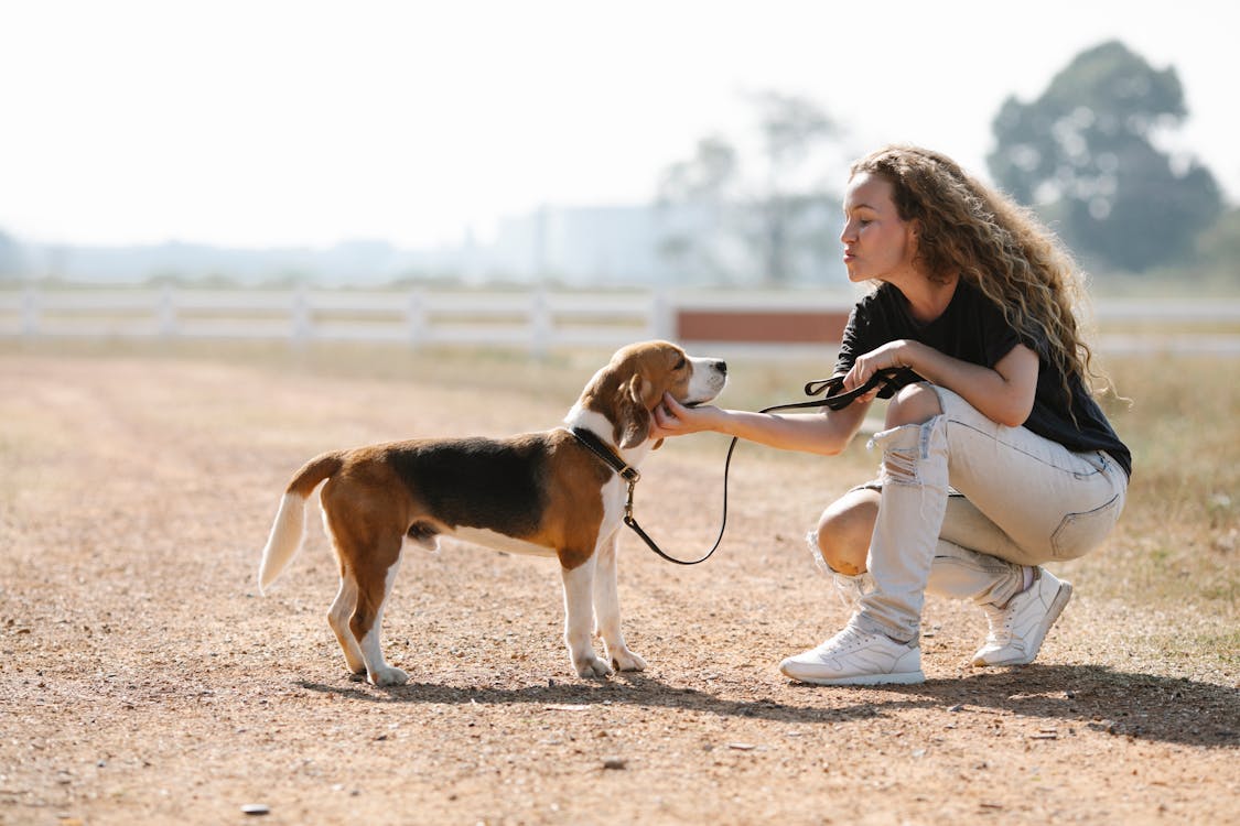 Side view of woman caressing cute purebred dog while looking at each other on dry path in sunlight