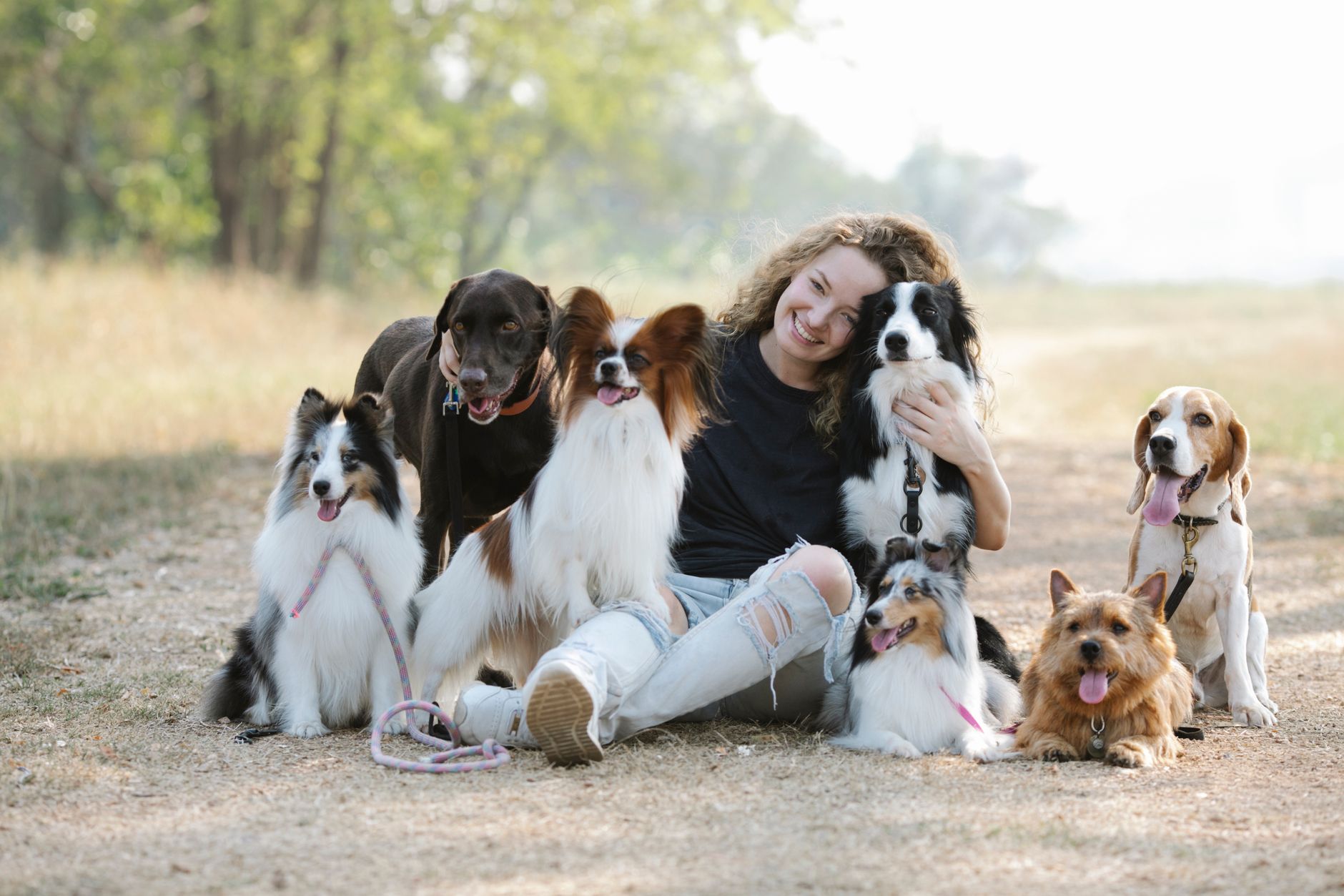 Full body of cheerful young female owner cuddling Border Collie and Labrador Retriever while sitting with Shetland Sheepdogs near Norwich Terrier and Beagle with Papillon