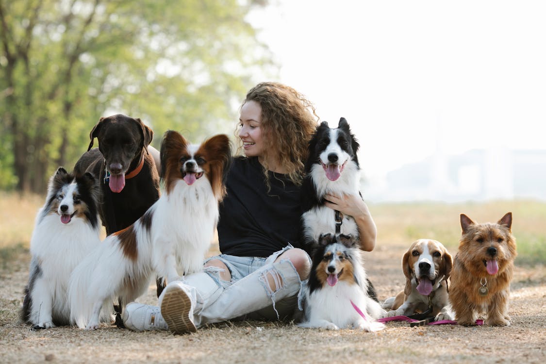 Parks You Must Visit In Burlington 8 Free Full body of smiling female owner petting Labrador Retriever and embracing Border Collie sitting near Sheltie Beagle and Norwich Terrier and Papillon Stock Photo