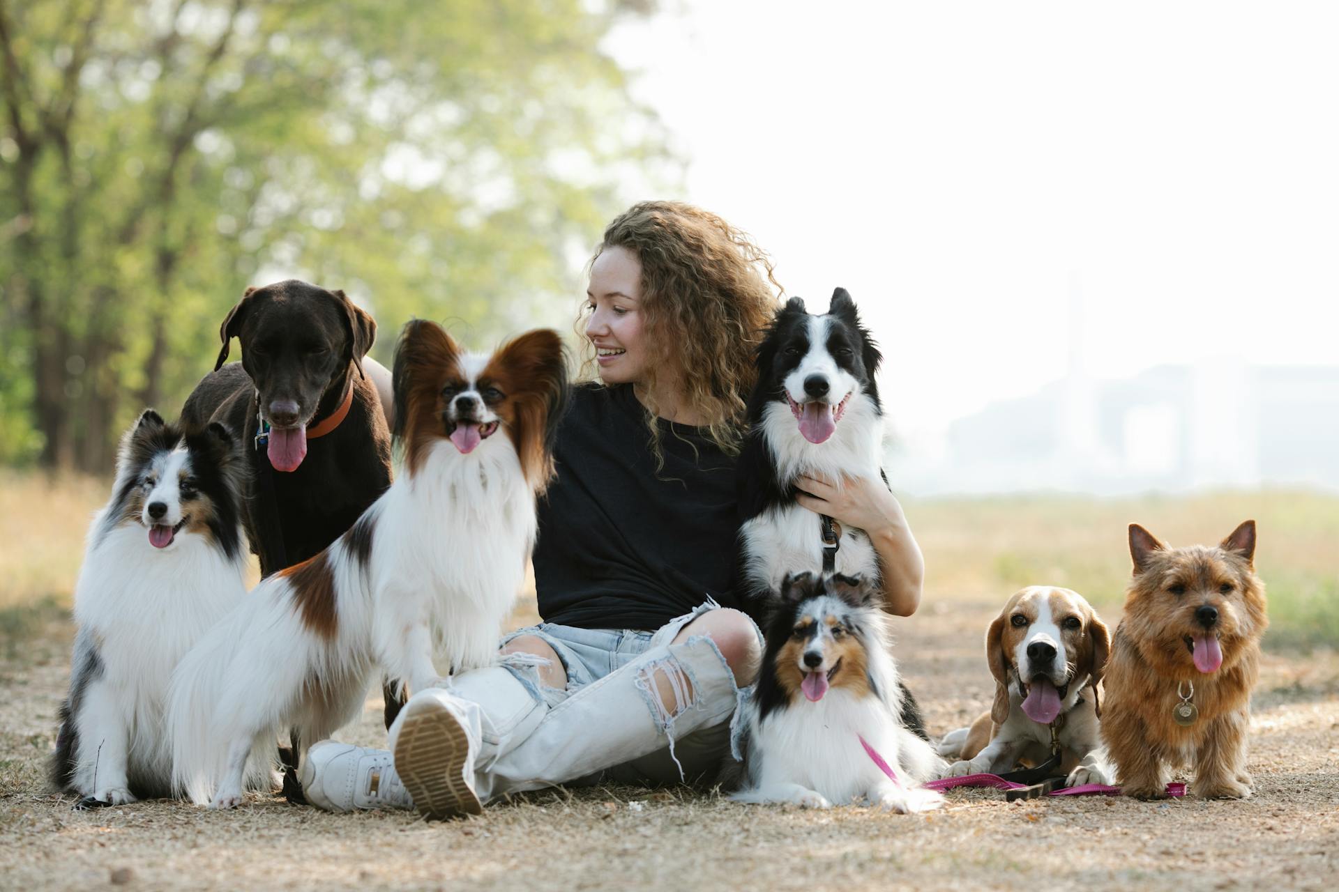 Full body of smiling female owner petting Labrador Retriever and embracing Border Collie sitting near Sheltie Beagle and Norwich Terrier and Papillon