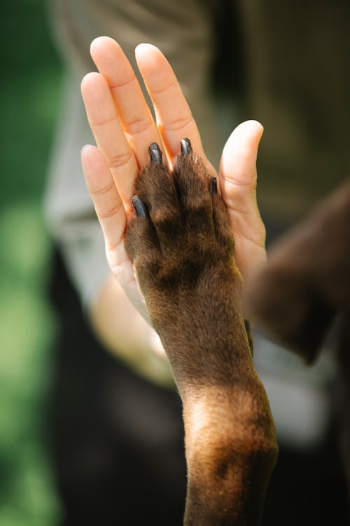 Free High angle of crop unrecognizable female owner giving high five to brown Labrador Retriever Stock Photo