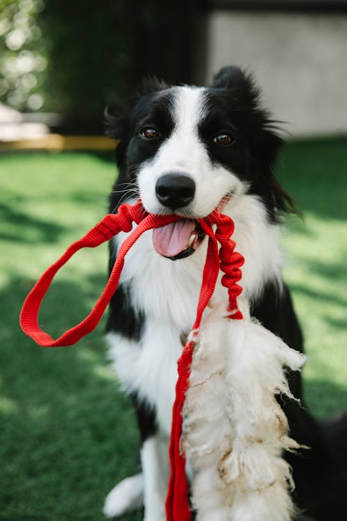 Cute fluffy Border Collie dog with mouth opened sitting on grass with leash